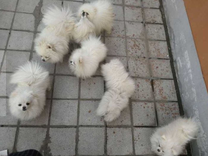 博美狗狗图片(博美犬真实图片)