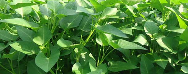 空心菜种植时间和方法，空心菜种植的方法和时间（空心菜什么时候播种）