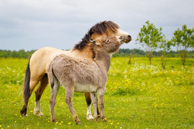 动物马交配，马和人交配（为什么肤色不同的人种）