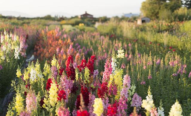 日本的花和花语，日本兰花花语（200种花卉的花语汇总）