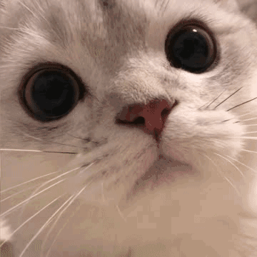 表情包  可爱小动物，微信头像，表情包  可爱小动物（可爱小动物表情包）