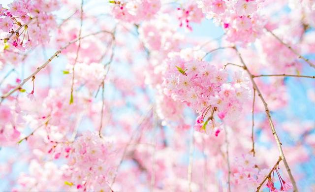 日本的花和花语，日本兰花花语（200种花卉的花语汇总）