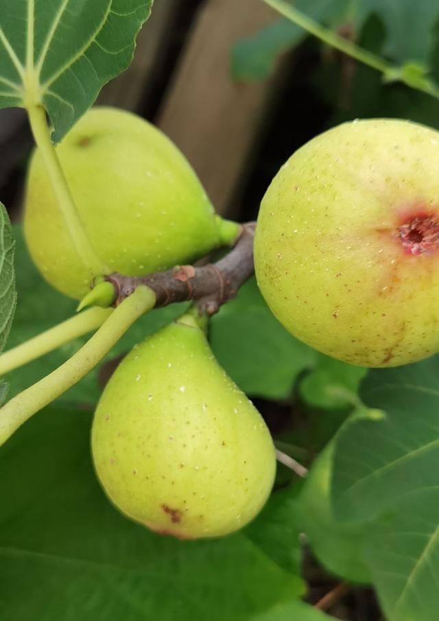 无花果苗怎么种植，无花果苗种植时间（记住简单3点）