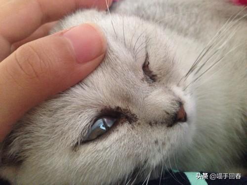猫咪眼睛发炎症状如何区分，4种结膜炎你都了解多少