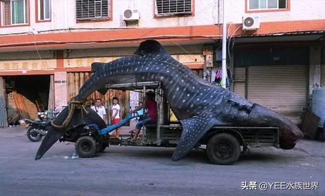 鲸鲨和虎鲸谁厉害，最大的鲸鲨到底有多大（在人类面前不堪一击）