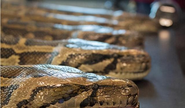 非洲巨蟒的介绍，非洲巨蟒vs泰坦巨蟒（长达七米的巨蟒在美国泛滥）