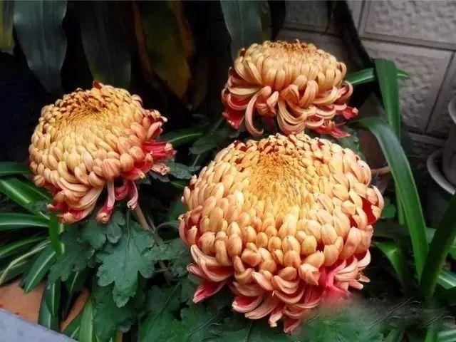 世界最美菊花80种太美了，金秋十月赏菊花——世界最美菊花80种送给您