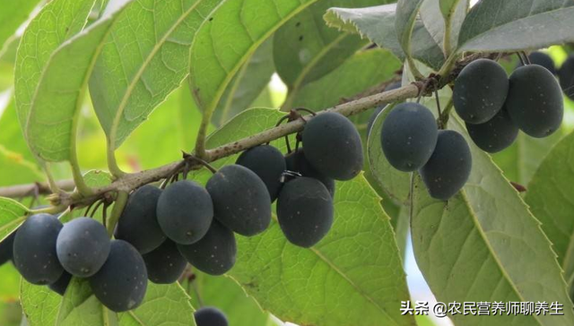 桂花果的作用及食用方法，桂花果的功效与作用（桂花树结果真是少见）