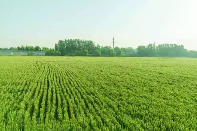 关于小满的古诗，《小满》古诗原文（最美小满诗，一切刚刚好！）