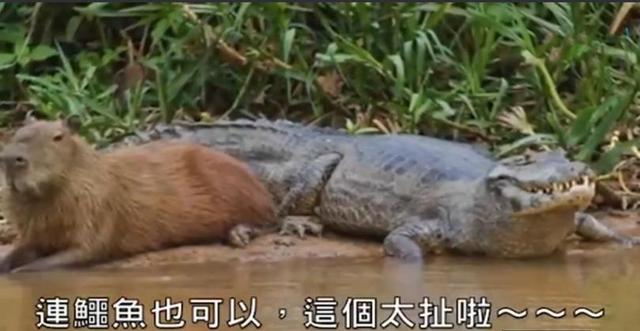 豚鼠（豚鼠特工队），地表最强治愈系生物——水豚（豚鼠特工队主角）