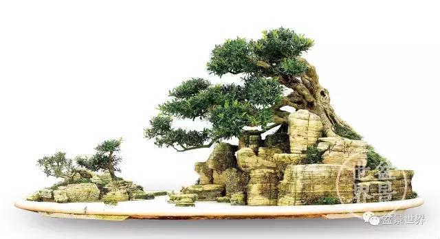 黄杨木盆景养护注意事项，怎样养黄杨木盆景（一组黄杨盆景精品欣赏）