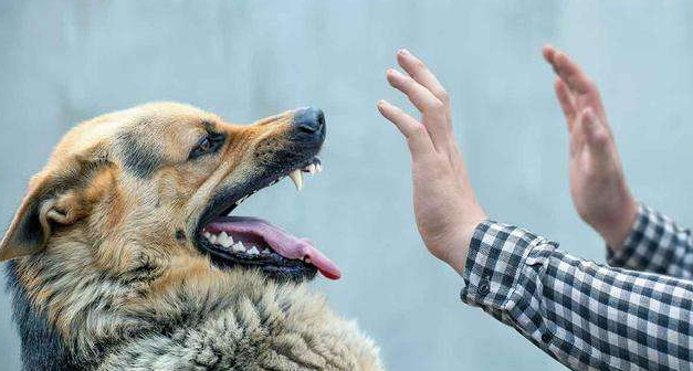 怎么判断狗有没有狂犬病毒携带，怎么判断狗是否携带狂犬病毒（狗狗身上这5种表现）