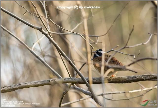 鹳怎么读，颧怎么读音读出来（鹬、鸫、鸲、鹟、鹎、鹳、鹮……这都是啥鸟）