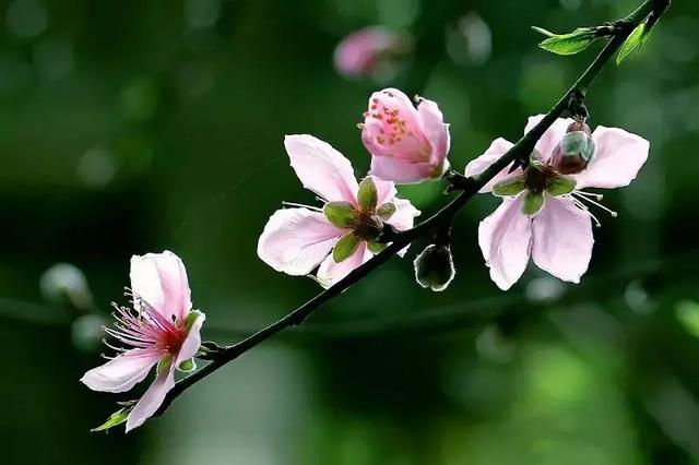 惊蛰是几月几日 惊蛰一般在哪一天，惊蛰是几月几日（万物复苏，今日惊蛰）