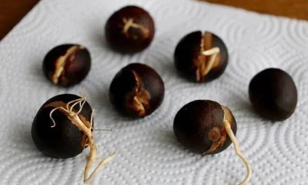 牛油果种子怎么种，牛油果的核怎么种才能发芽（我才不管牛油果好不好吃）