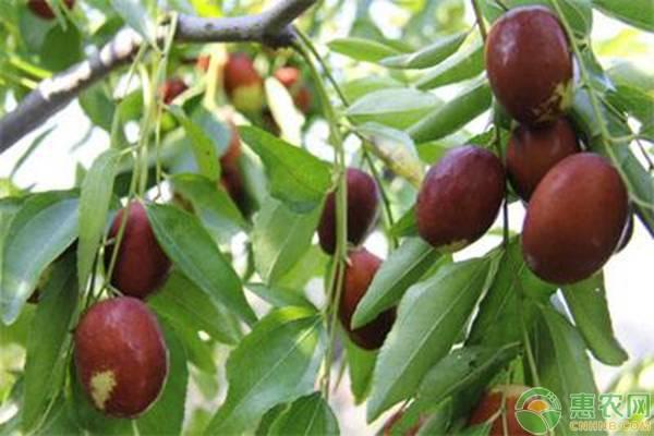 枣粘虫是什么，枣虫子能吃吗（南方鲜枣种植常见病虫害及综合防治措施）