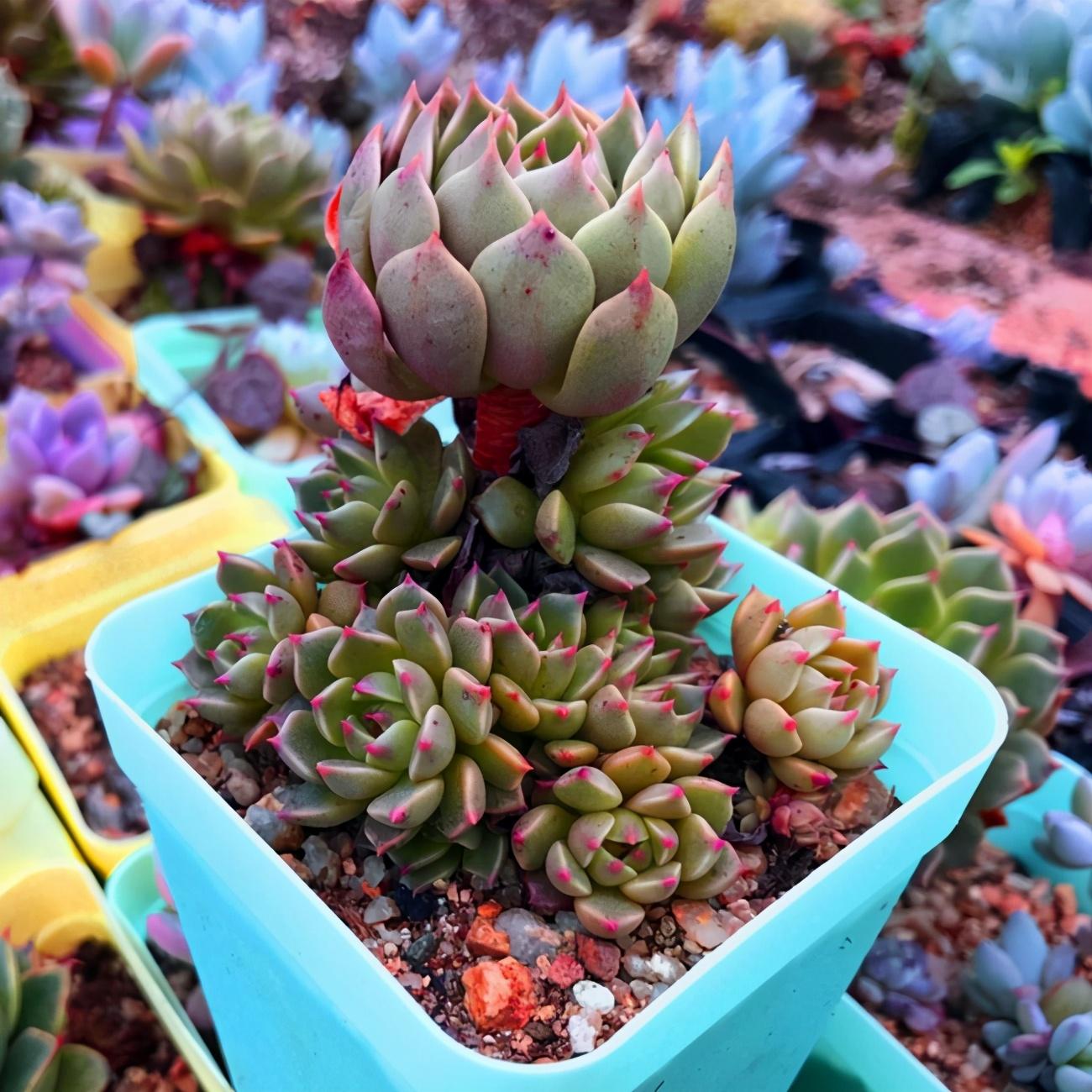 玫瑰简介，树状玫瑰简介（简介爱尔兰薄荷、阿吉塔玫瑰、财路、奥利维亚、表丽娜、白马王子）