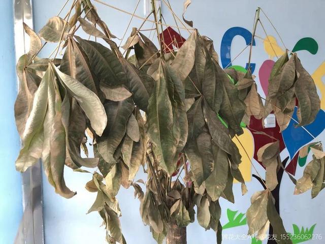 栀子花叶子发黄是什么原因，栀子花叶子发黄的原因是什么（栀子花叶子发黄）