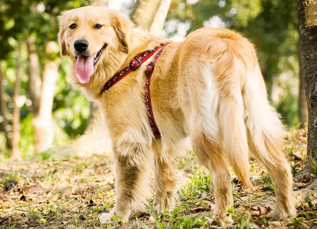 公认最温顺的七种狗你家上榜了吗，狗狗温顺度排行榜：这7种狗狗