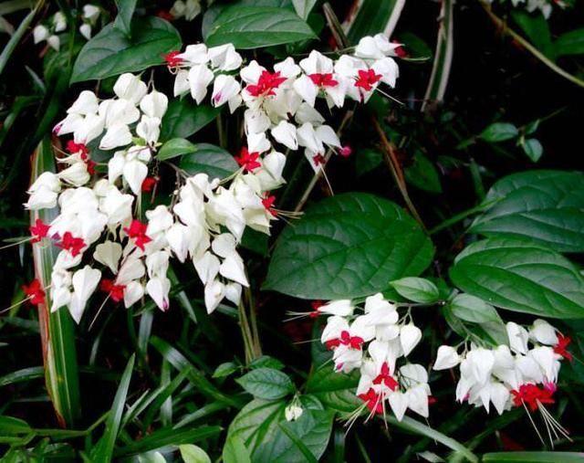 龙吐珠鱼，这花会吐小珠子（龙鱼吐珠的寓意）