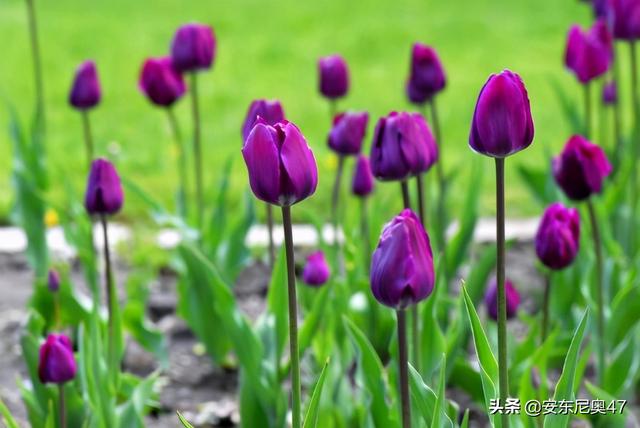 郁金香花语是什么，代表爱的告白和永恒的爱