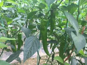 辣椒育苗时间和方法，辣椒育苗时间和方法是什么（辣椒的种植技术和管理）