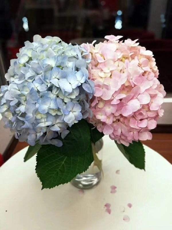 绣球花怎么修剪，锈球花如何修剪最好（买回来的绣球花不要着急修剪）