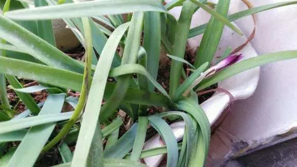 洋葱长芽了会开花吗，洋葱长芽了会开花吗有毒吗（阳台种点“大葱”）