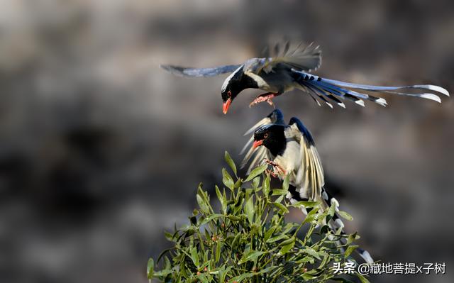 梦见嫂子是什么意思，梦见嫂子