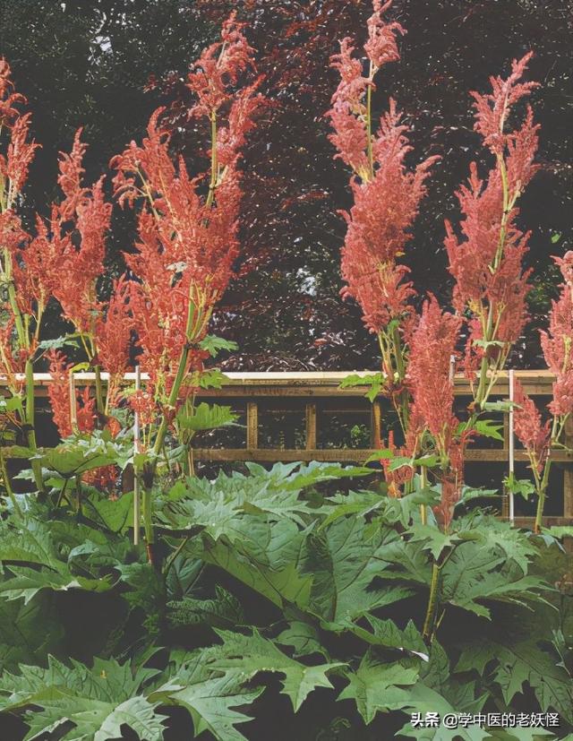 关于大黄属介绍，大黄属的特征是（每日一中药——攻下药“大佬”——大黄）