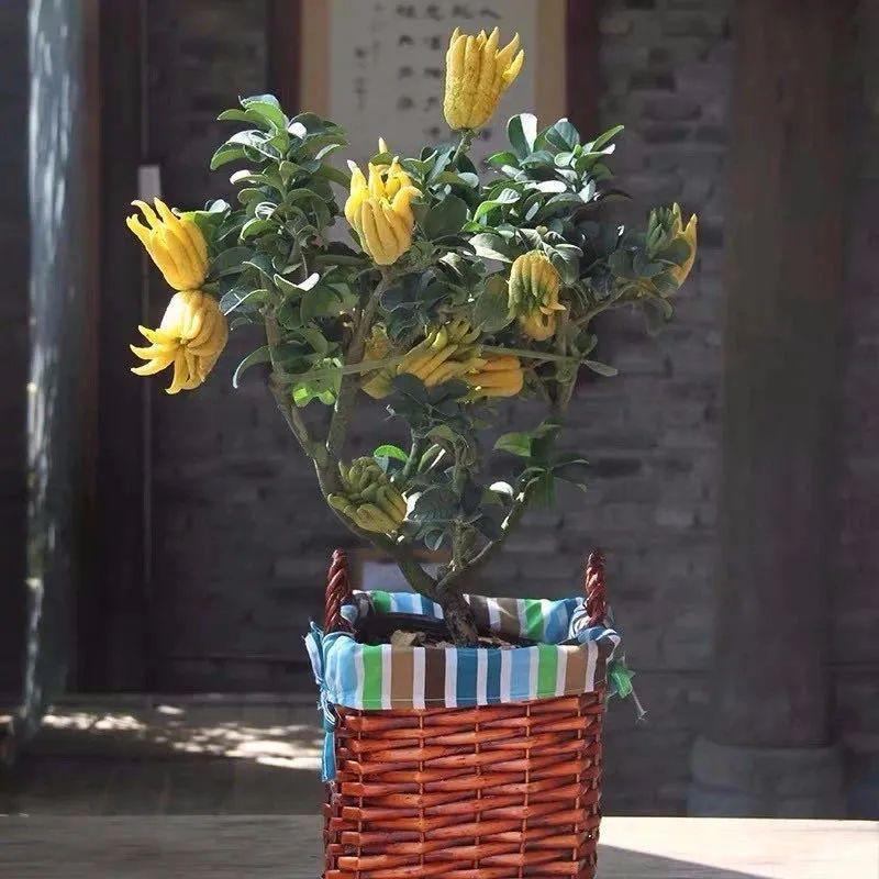 珊瑚豆的养殖方法和注意事项，珊瑚豆的养殖方法生长期每月施一次氮肥（7月在家养盆“吉祥果”）