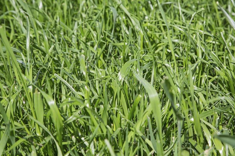 草坪种子哪个品种好，铺种草坪具体方法（养羊最好用的十大牧草——黑麦草）