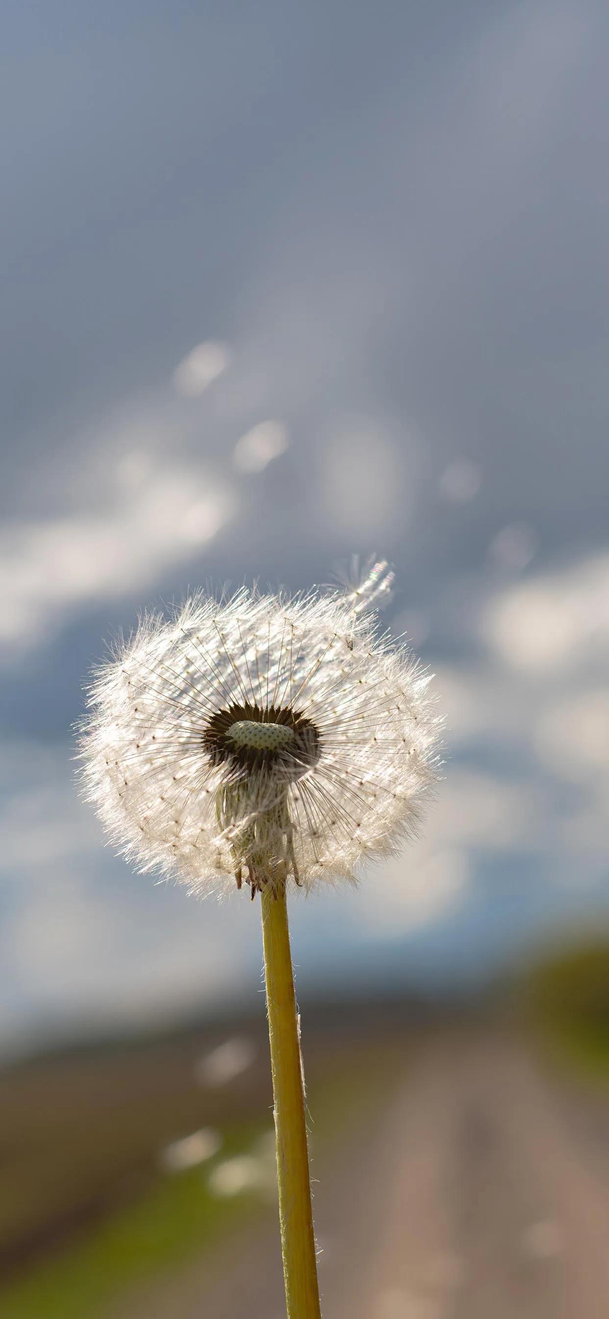 蒲公英的图片(美图壁纸第25期) - 赤虎壹号