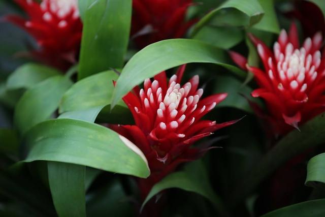 水塔花，养得好长什么样（水塔花怎么养）