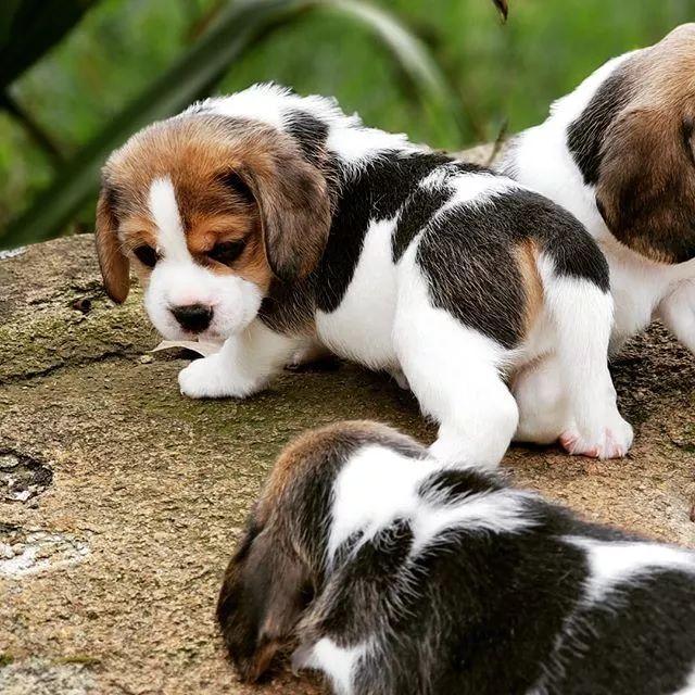 呆萌狗狗，呆萌狗狗道具（呆萌+有趣+憨厚图片）