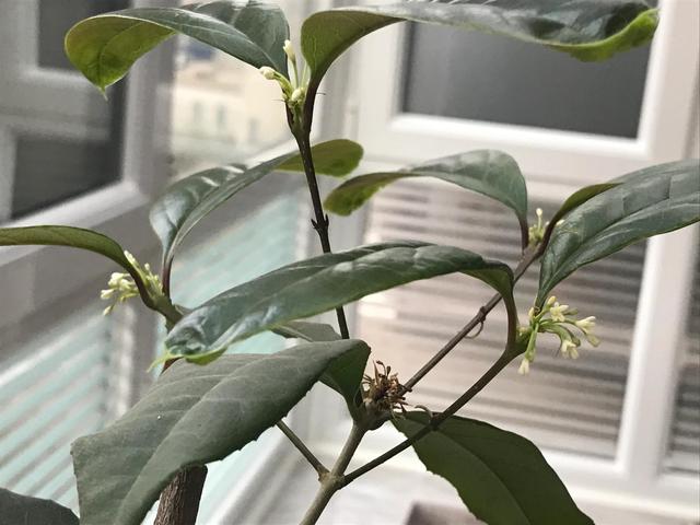 月桂树是每月开花吗，月桂树是不是每月开花（芳香四溢的四季桂花-月月桂的花期）