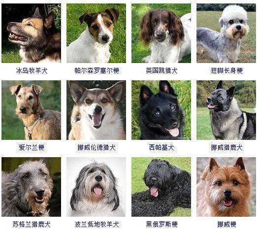 72种名犬图片及名字，72种名犬小型犬（宠物狗品种图片大全）