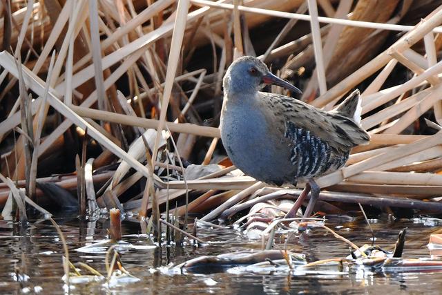 水鸡是什么，水鸡是什么车（西方秧鸡、叽咋柳莺......）