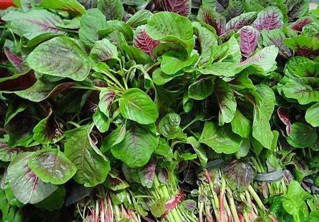 白露是什么时候，白露是几月几号2022年（昼夜等长，今日秋分）