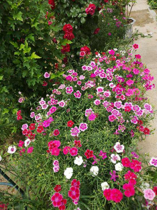 春天的花有哪些，冬天“假死”（春天开放的花有什么花）