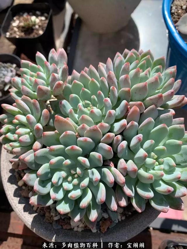 彩马花怎样养植,彩马花怎样养植方法(静静地生长,惊艳了时光)