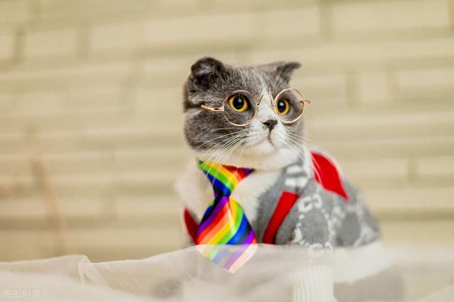 两个月大的猫咪的训养方法，怎么训练两个月的猫咪（新手怎么喂养和训练两个月的小奶猫）