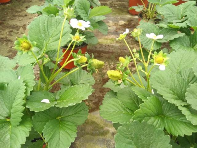 草莓品种介绍，适合南方种植的草莓品种（易养易爆盆）