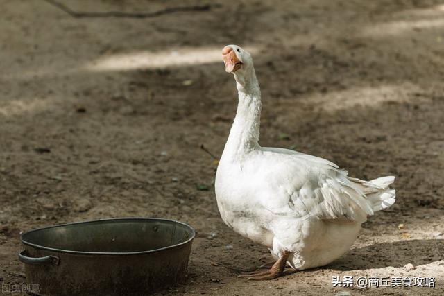 商丘特产可以送人的，商丘特产可以送人的食品（商丘特色美食刘胖三炕鹅,老板一天只卖200只）