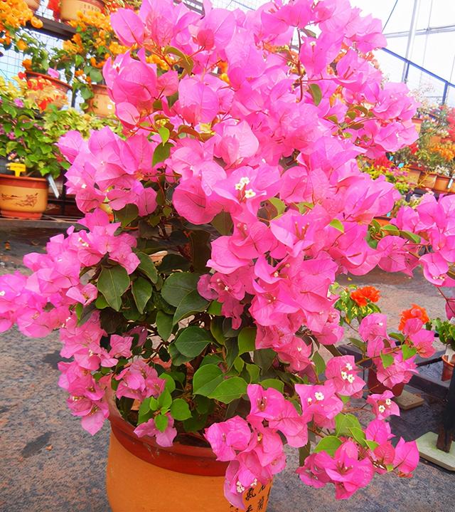 三角梅哪个品种最漂亮好看，三角梅哪个品种最勤开花？花开最美艳