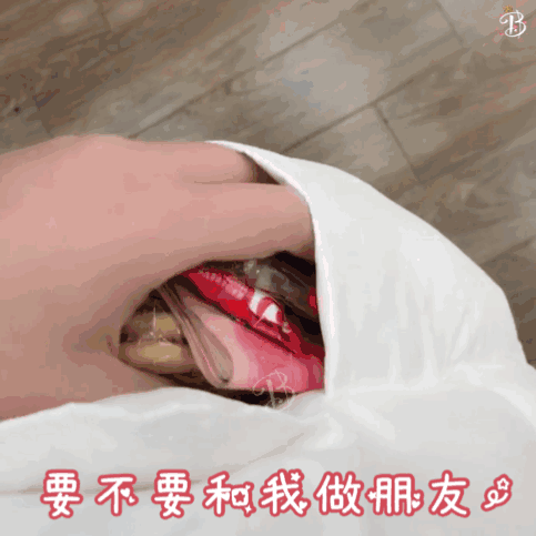 表情包系列，表情包系列有哪些（表情包丨口袋里什么都有系列图片）