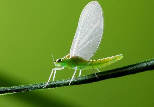 狗能吃虾头吗，狗可以吃虾头吗（10条动物冷知识……增长你的见识）