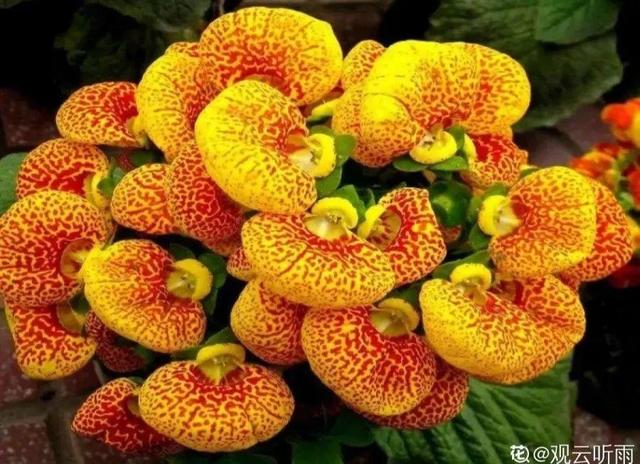 马蹄莲花期有多长，马蹄莲 花期（这花连开10个月）