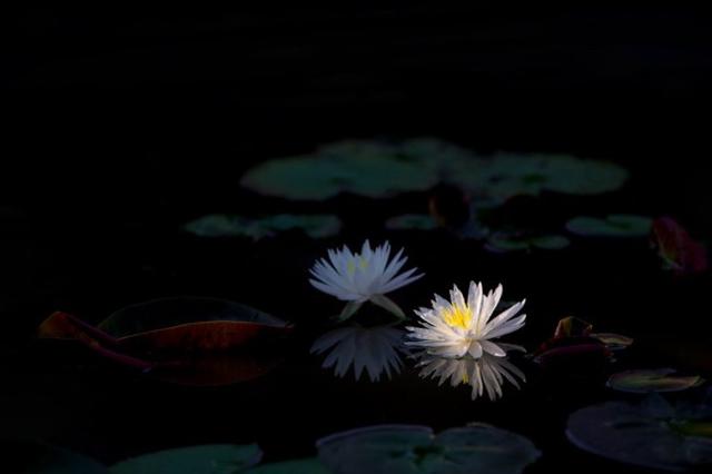 诗经中讽刺剥削者的诗是什么，诗经中讽刺剥削者的诗是（苏轼很高级的一首讽刺诗）