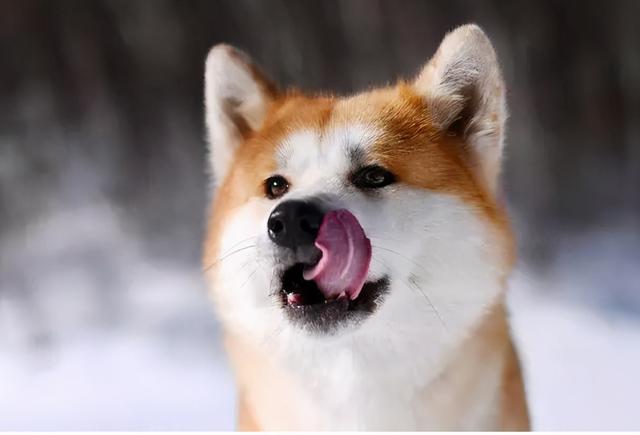 牛头梗为什么禁养，斗牛梗犬图片（在国内很多城市都不能养）